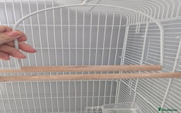 Cockatiels birds for sale: Yellow/white Cockatiel - Image 7