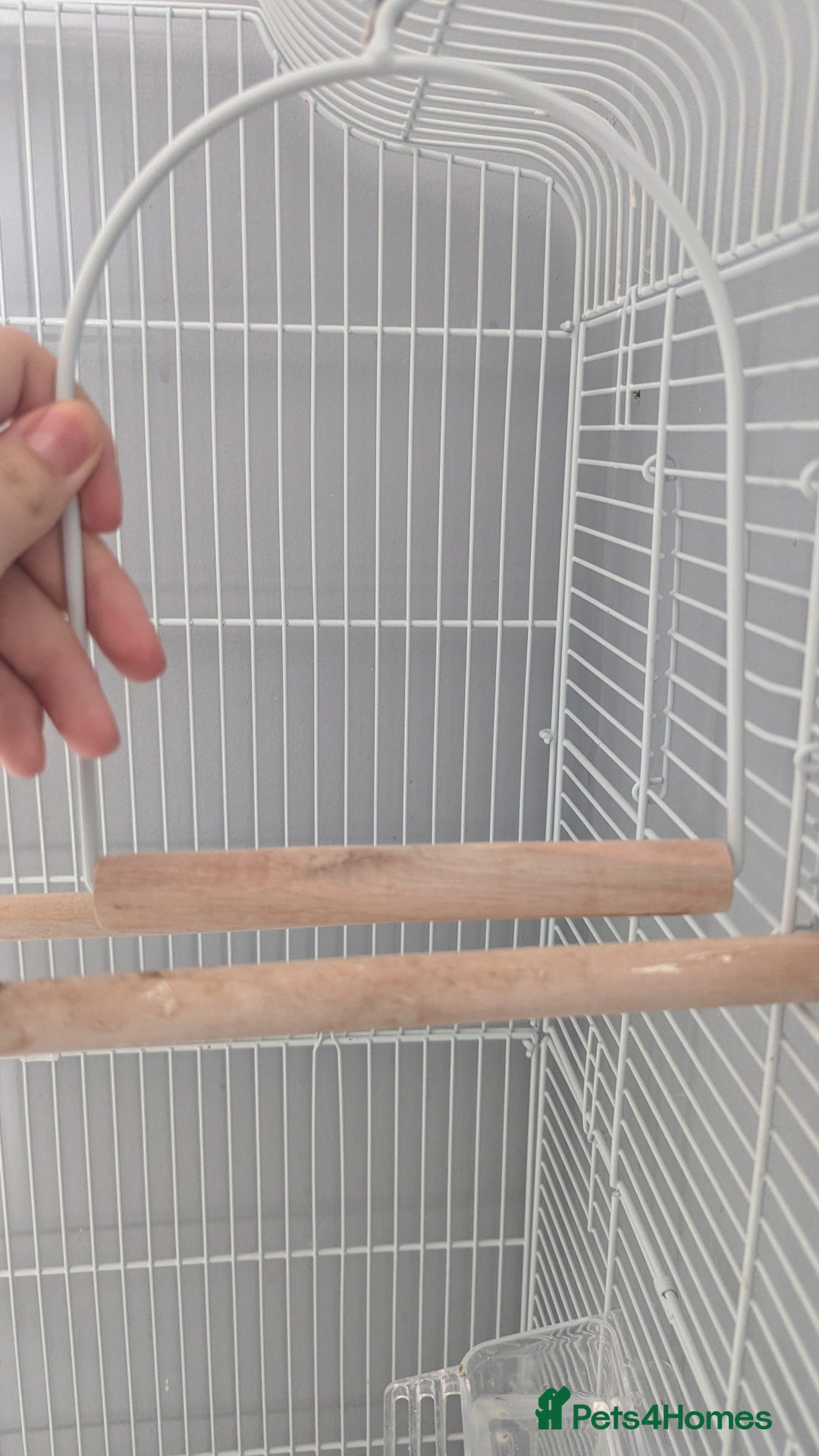 Cockatiels birds for sale: Yellow/white Cockatiel - Image 7
