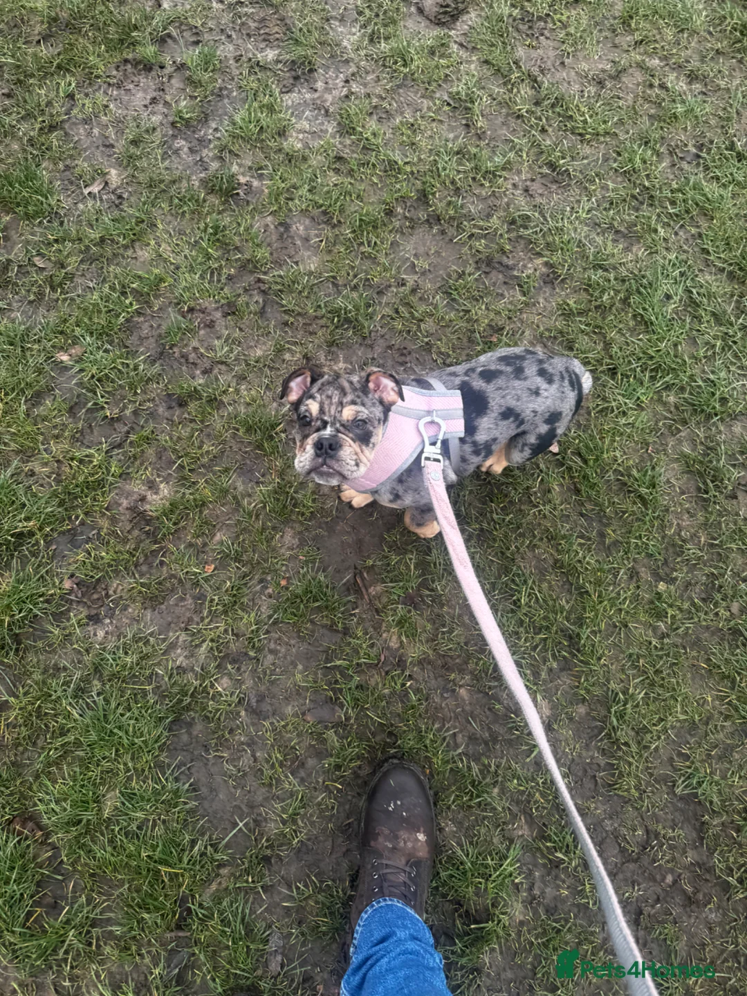 English Bulldog dogs for sale: English bulldog puppy 6 months - Advert 1