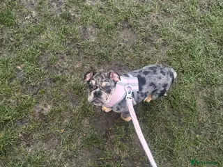 English Bulldog dogs English bulldog puppy 6 months - Advert 9