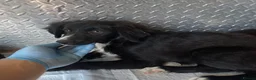 Mixed Breed dogs for adoption: Meeko - Advert 3