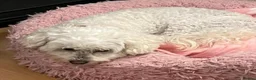 Maltipoo dogs for sale: Gorgeous, loving Abby in Northolt - Advert 3