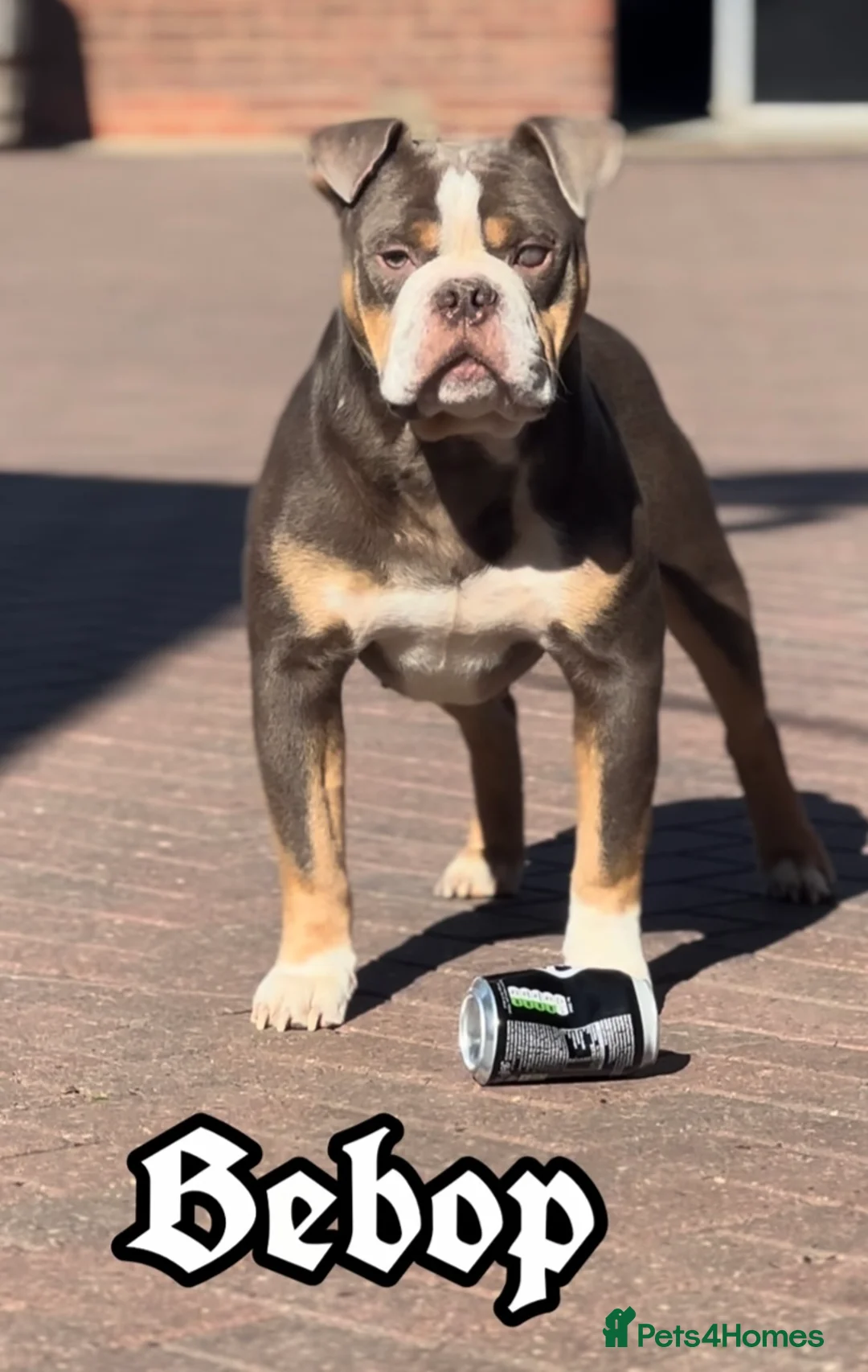 Olde English Bulldogge dogs for stud: 5⭐️LICENSED REGISTERED. 23 YEARS EXPERIENCE  in Wisbech - Advert 11