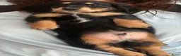 Miniature Dachshund dogs for sale: Long haired miniature dachshund puppy’s  - Advert 15