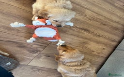 Golden Retriever dogs for sale: Gorgeous Working Type Golden Retriever Puppies  - Image 29