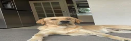 Goldador dogs for sale: Golden retriever (Labrador retriever) - Advert 2
