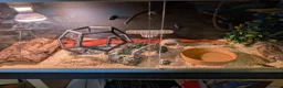 Corn Snake reptiles for sale: 1.5 year old female corn snake + viv for rehoming in London - Advert 4