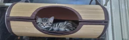 British Shorthair cats for sale: British Short Hair Kitten - Advert 10
