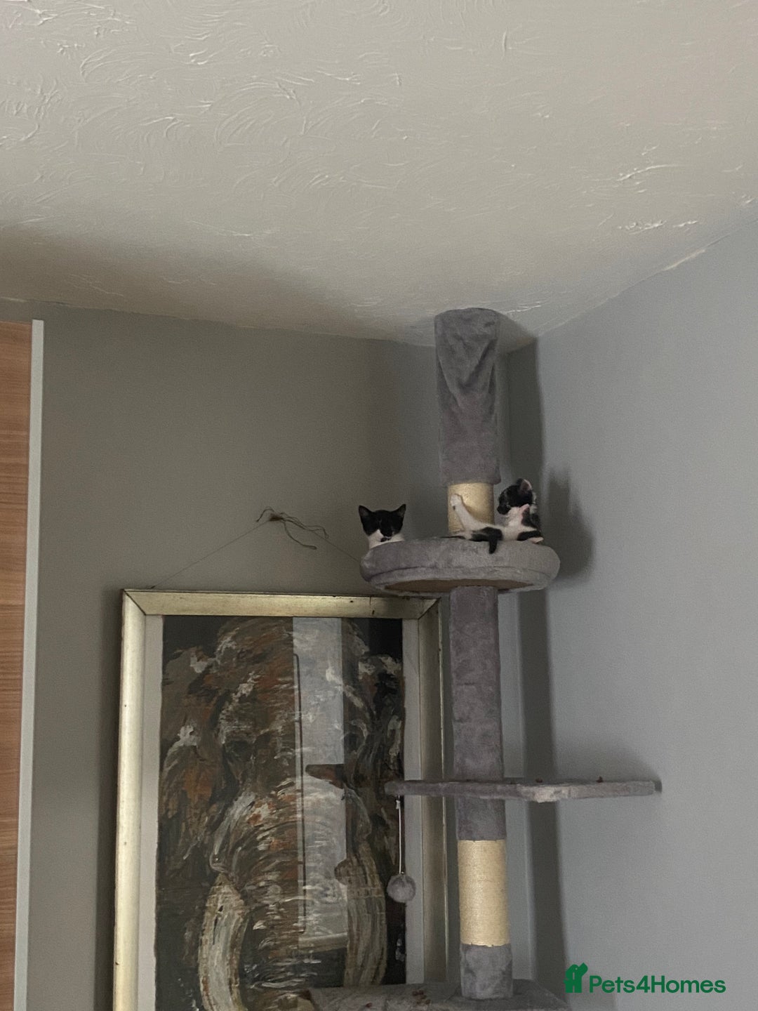 Mixed Breed cats for sale: Kitten - Image 3