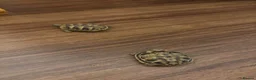 Hermann Tortoise reptiles for sale:  Herman Tortoises  in Milton Keynes - Advert 5