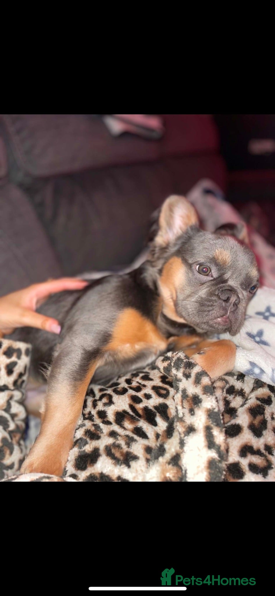French Bulldog dogs Fluffy French bulldog - Advert 1