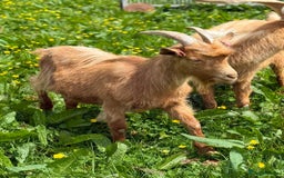 Goats livestock for sale: Royal Golden Guernsey adults, kids + yearlings - Image 5