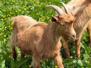 Goats livestock - Advert 24