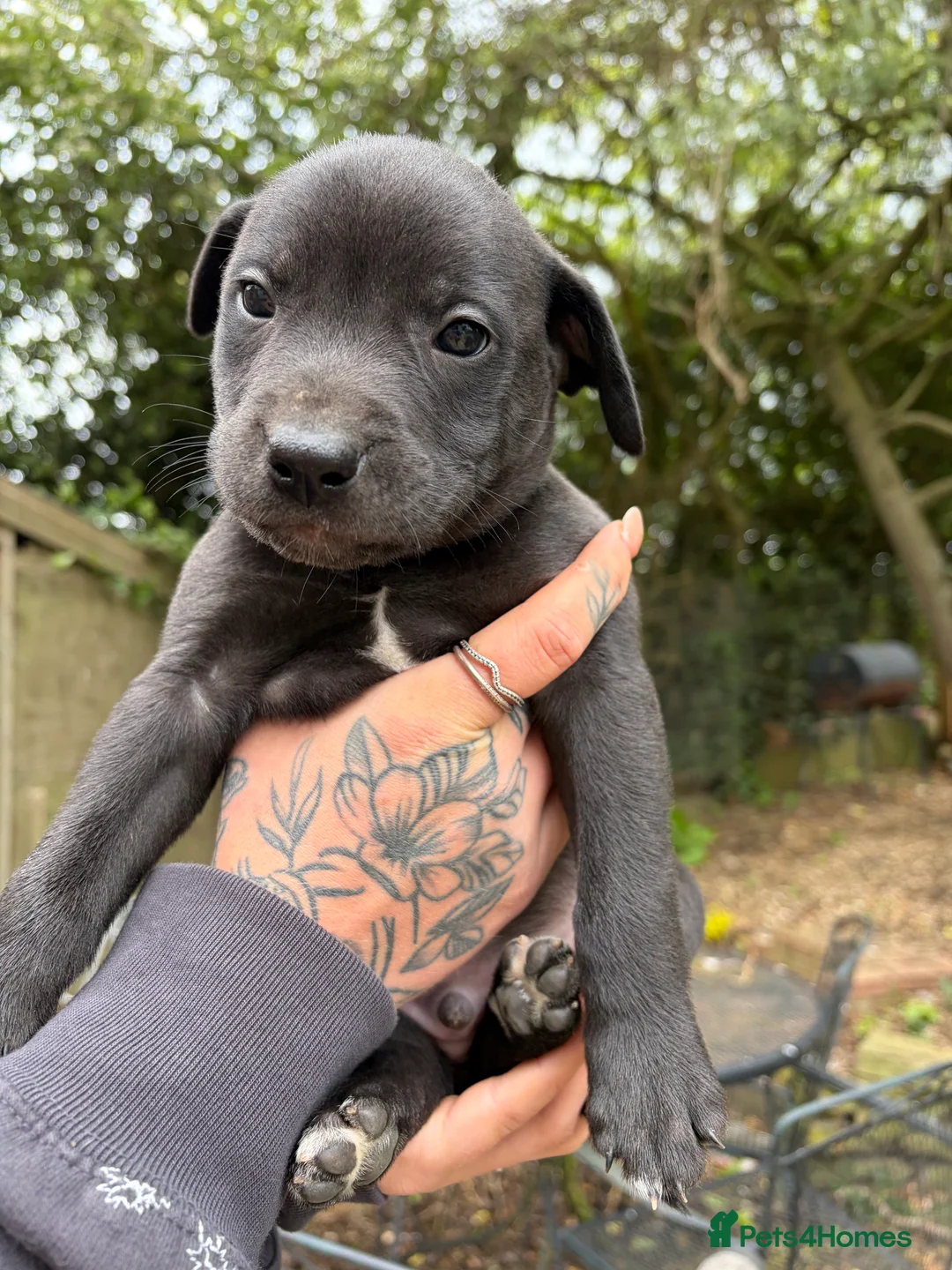 Mixed Breed dogs for sale: Beautiful Labrador X puppies.  - Advert 22