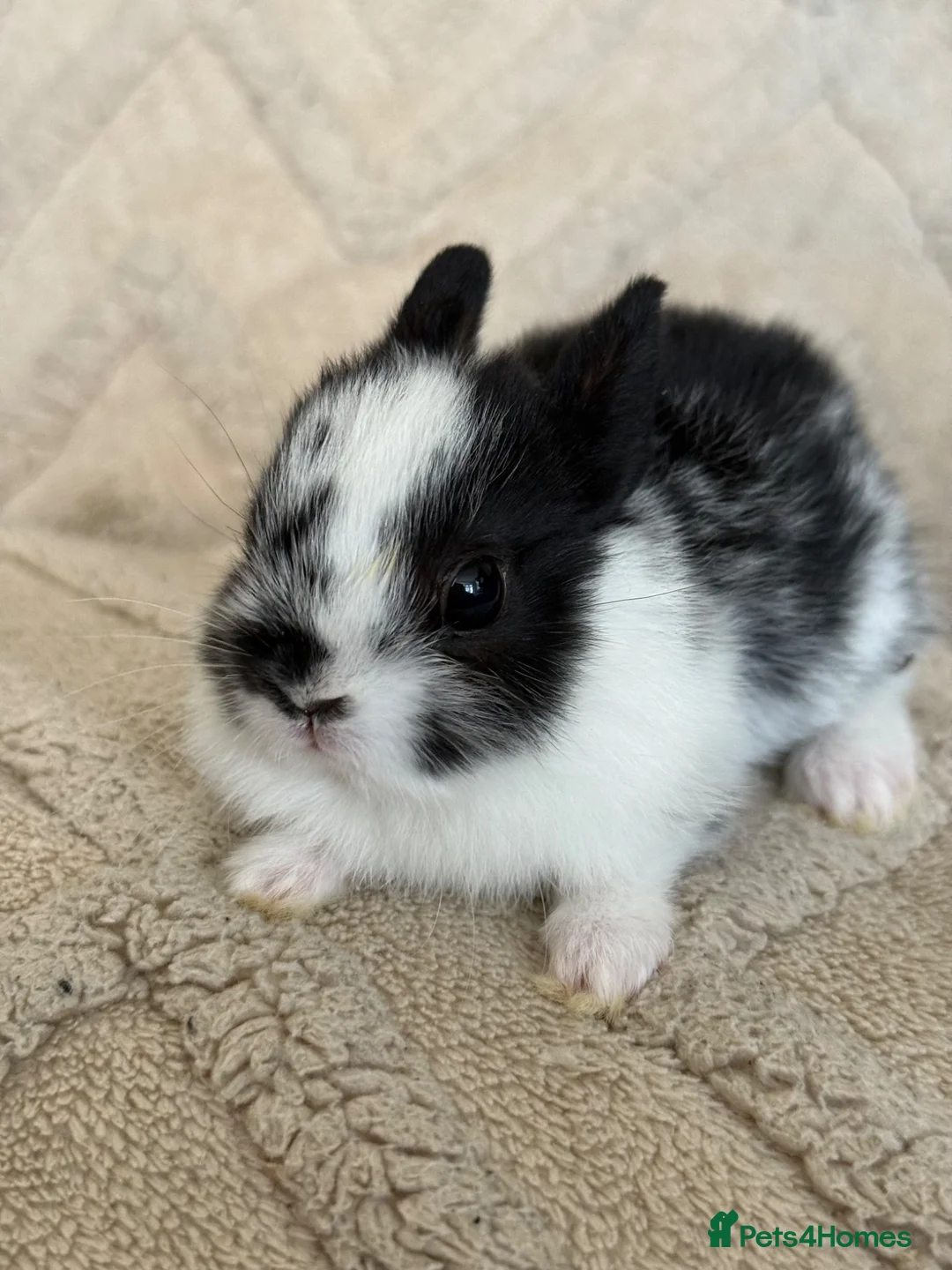 Netherland Dwarf rabbits for sale: 6 Adorable Netherland Dwarf Bunnies 🐰  - Advert 8