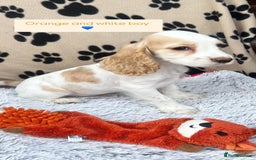 Cocker Spaniel dogs for sale: Health tested small cocker spaniels  - Image 1