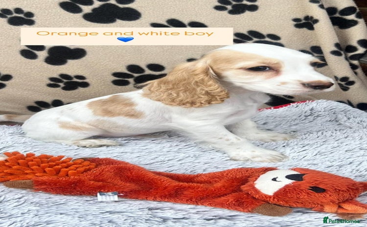 Cocker Spaniel dogs - Advert 3