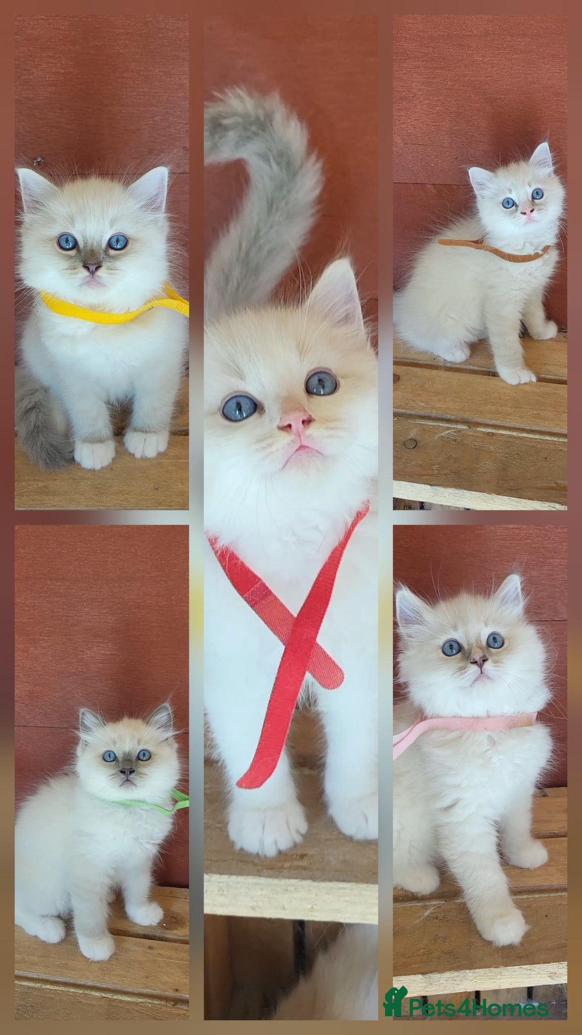 Ragdoll cats Ready to leave, male ragdoll babies  - Advert 5
