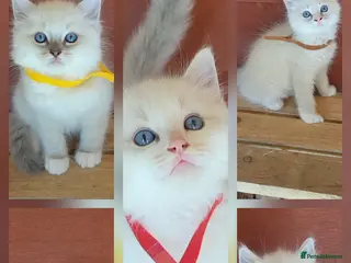 Ragdoll cats Ready to leave, male ragdoll babies - Advert 5