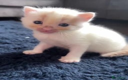 Turkish Van cats for sale: 2 x boy kittens  - Image 5