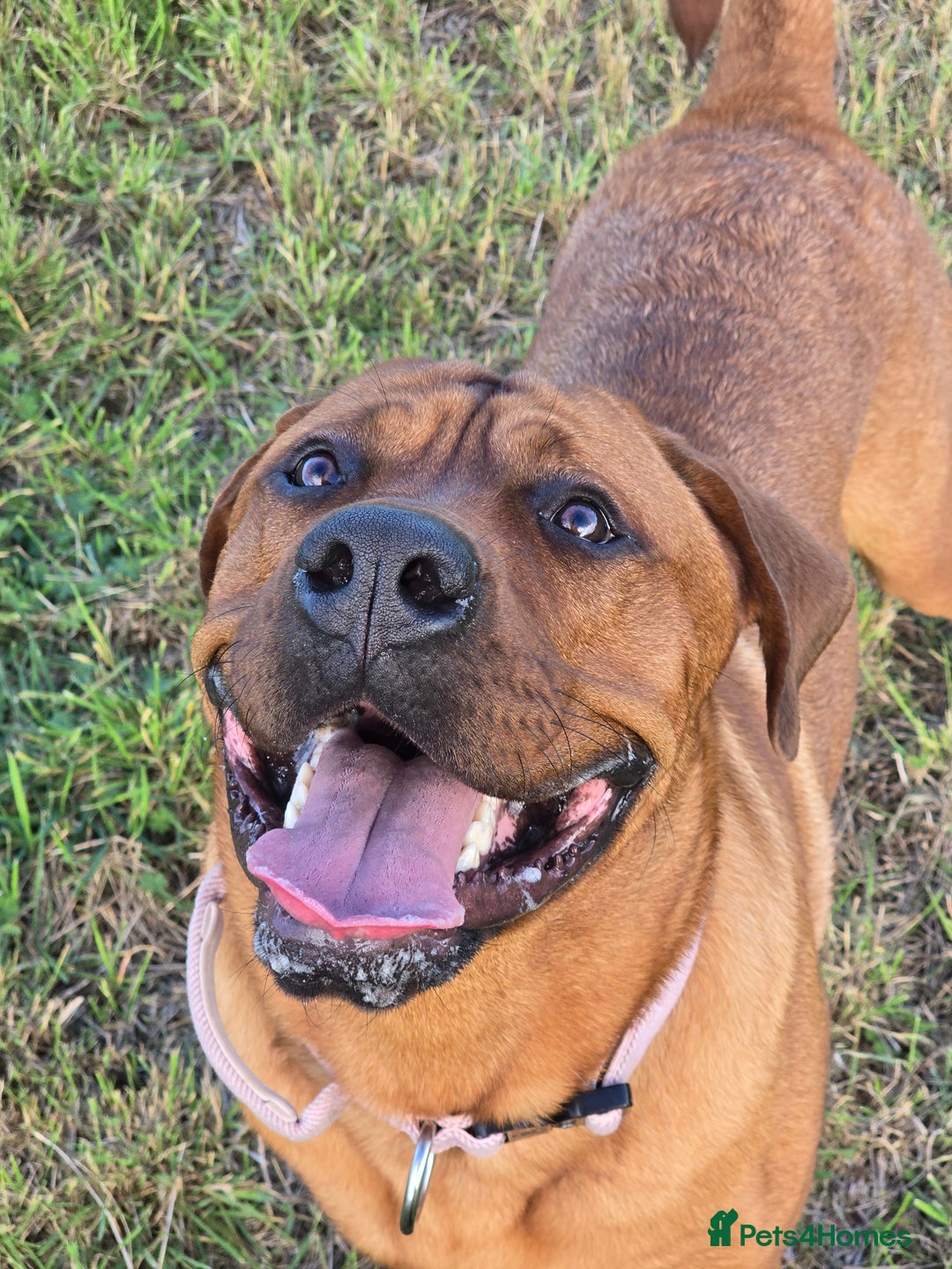 Mixed Breed dogs for sale: Farm dogs due. Rottweiler & dogue de bordeaux  - Advert 5