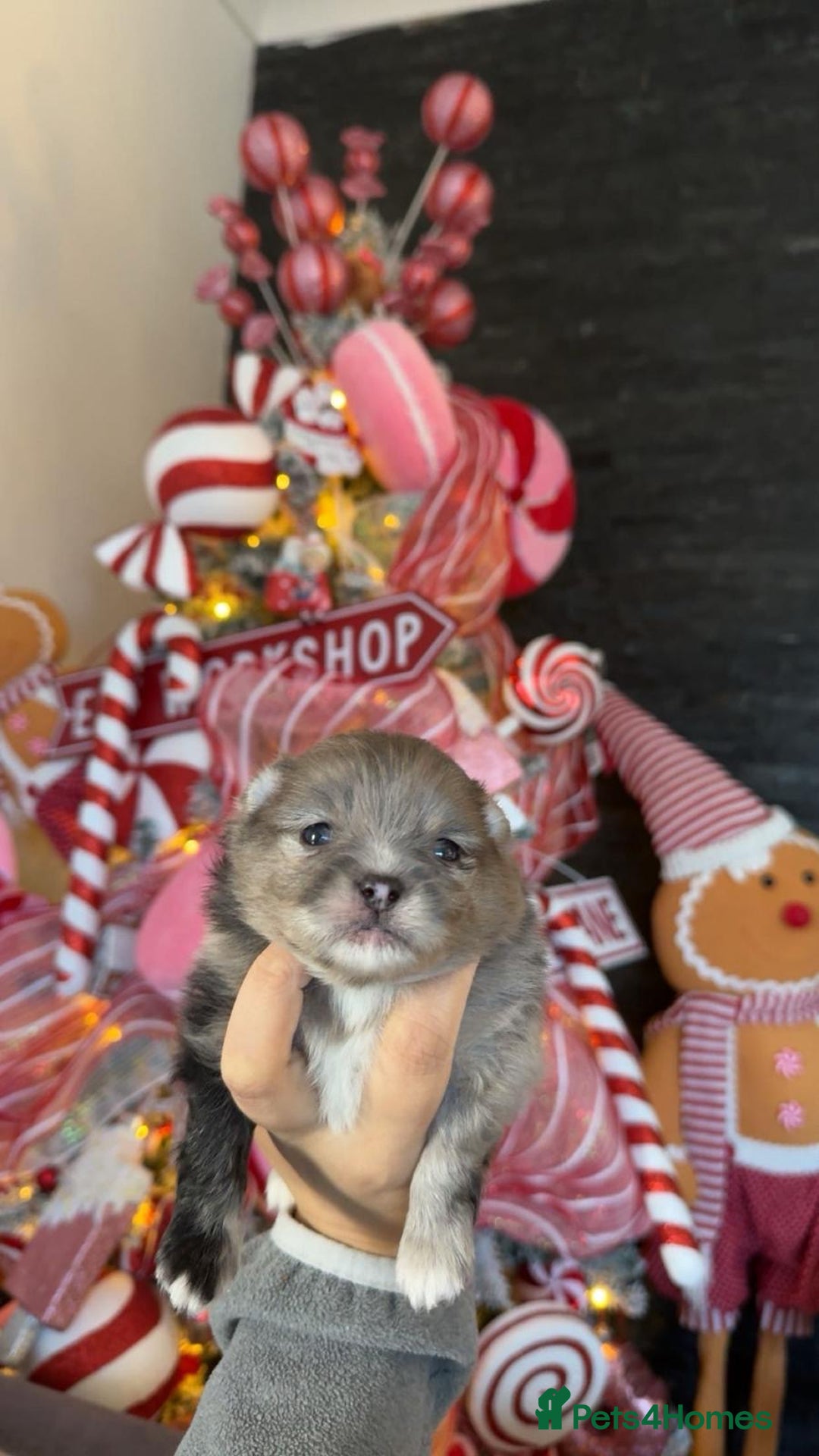 Pomeranian dogs for sale: 2 beautiful boy merle Poms  - Advert 5