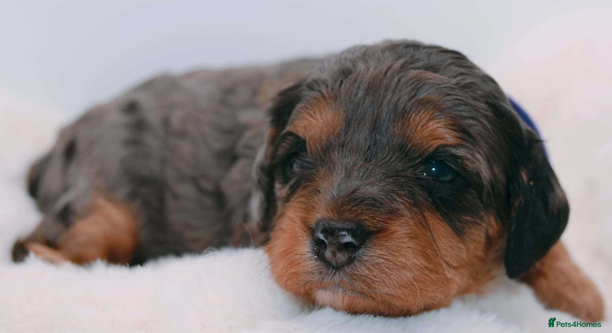 Cavapoo dogs Health Tested Rare Phantom Merle Cavapoos  - Advert 7