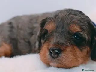 Cavapoo dogs Health Tested Rare Phantom Merle Cavapoos - Advert 1