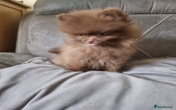 Pomeranian dogs for sale: Kc registered teddy bear pomeranians - Image 12
