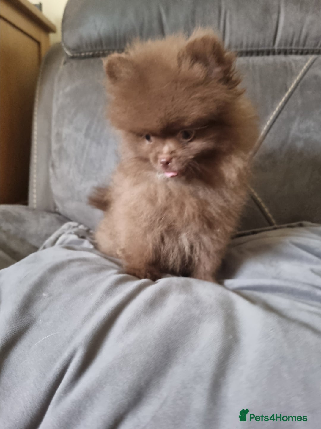 Pomeranian dogs for sale: Kc registered teddy bear pomeranians - Image 12