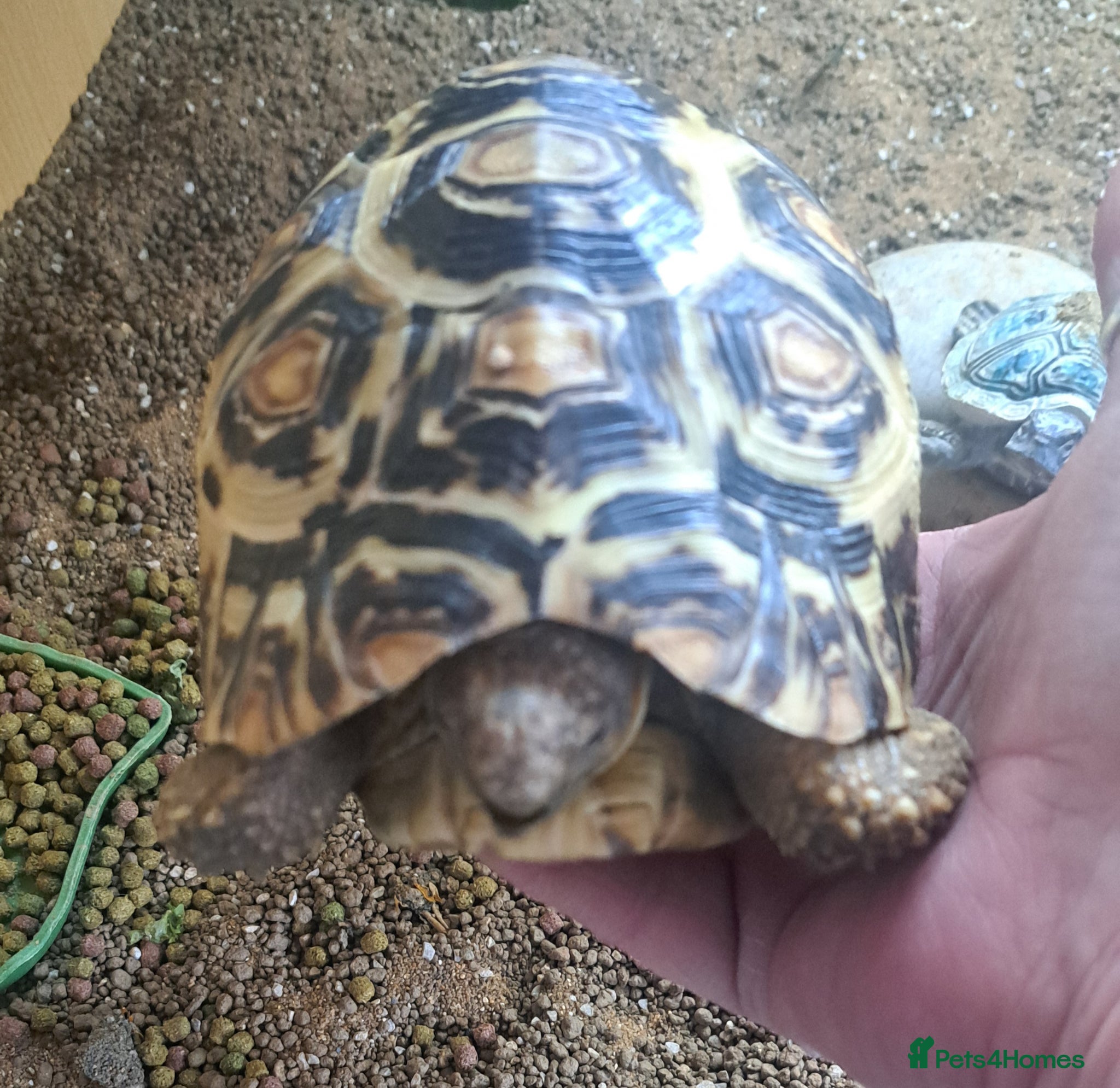 Tortoise reptiles Tortoise  - Advert 1