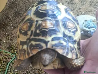 Tortoise reptiles Tortoise - Advert 1