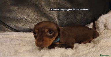 Miniature Dachshund dogs READY NOW PRA Clear KC Registered pups - Advert 6