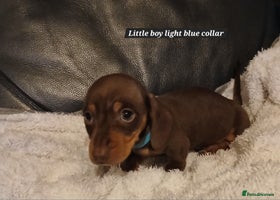 Miniature Dachshund dogs READY NOW PRA Clear KC Registered pups - Advert 6