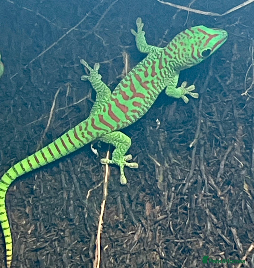 Gecko reptiles for sale: Giant day geckos available - Advert 4