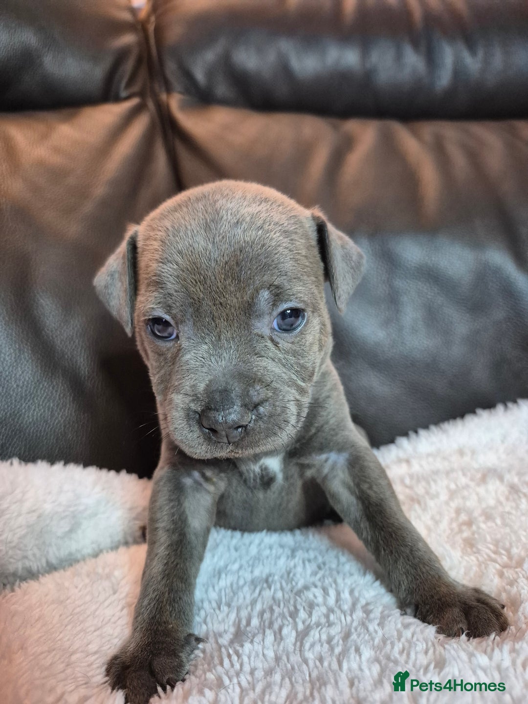 Staffordshire Bull Terrier dogs for sale: Eight gorgeous staffy puppies. - Advert 13