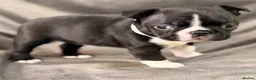Boston Terrier dogs for sale: Bostixon KC Registered Boston Terrier Puppies - Advert 8