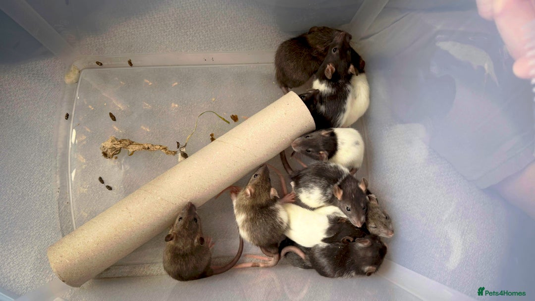 Rat rodents for sale: Dumbo/Rex rats  - Image 7