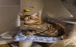 Bengal cats for sale: Beautiful lady ❤️  - Image 10