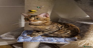 Bengal cats - Advert 9