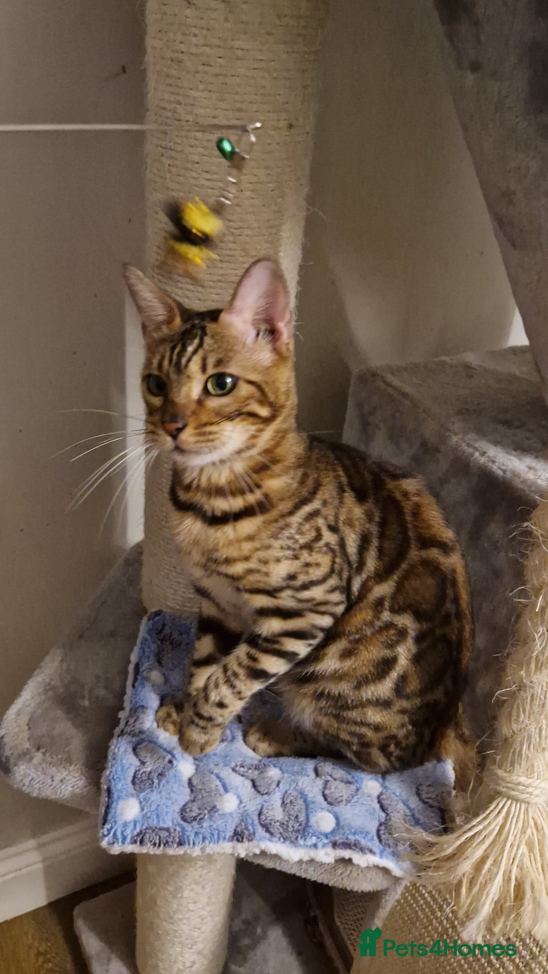 Bengal cats for sale: Beautiful lady ❤️  - Image 10