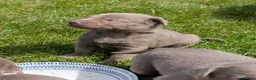 Labrador Retriever dogs for sale: Gorgeous Silver Labrador Puppies - home reared  - Advert 5
