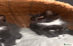 British Shorthair cats for sale: Two female kittens available half British blue - Advert 1