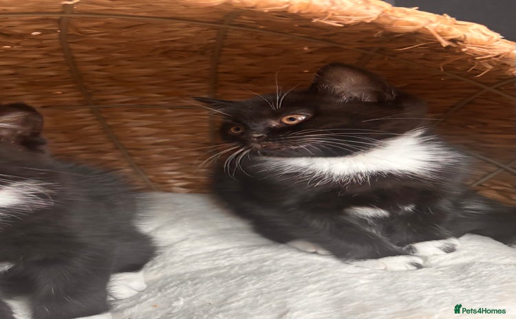 British Shorthair cats Two female kittens available half British blue - Advert 3