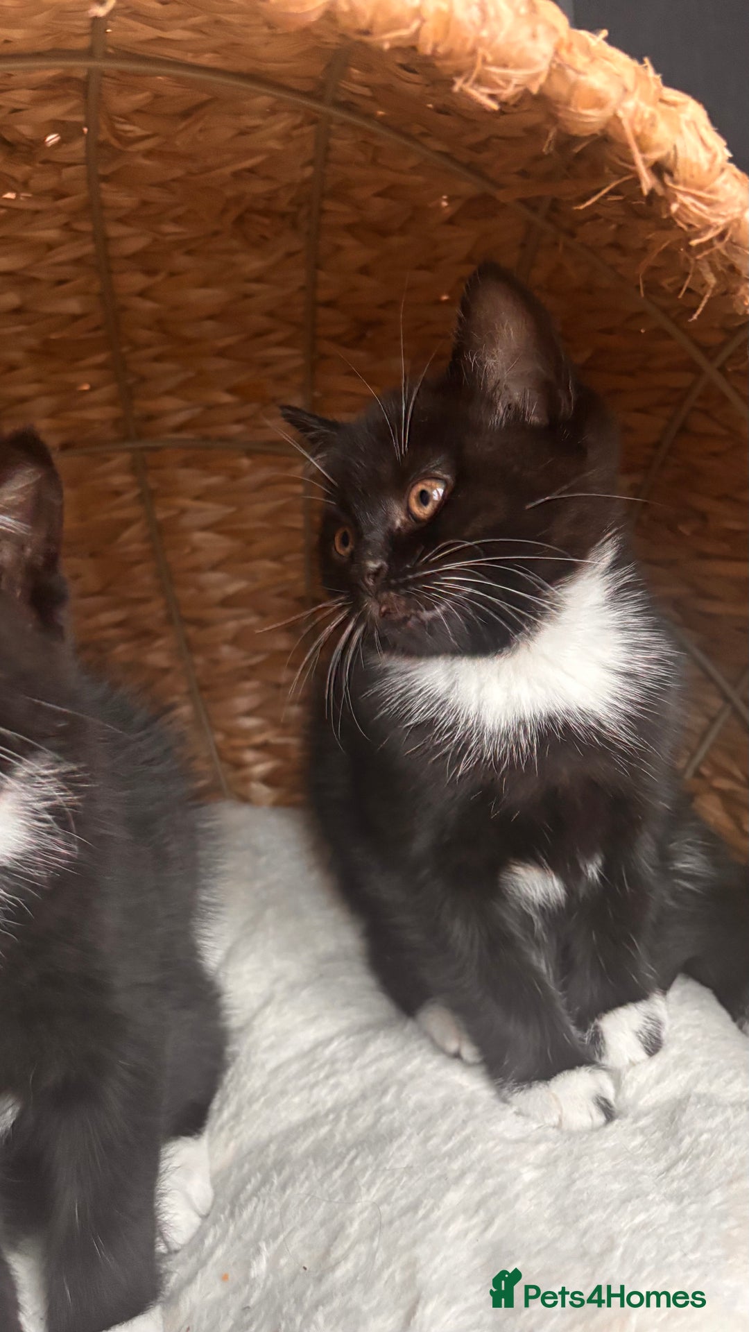 British Shorthair cats for sale: Two female kittens available half British blue - Advert 1