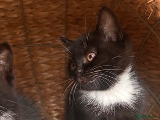 British Shorthair cats for sale: Two female kittens available half British blue - Advert 1