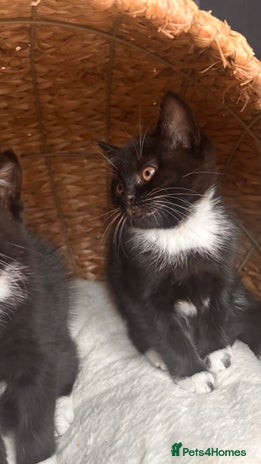 British Shorthair cats Two female kittens available half British blue - Advert 3