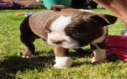 Boston Terrier dogs for sale: Red & white male Boston terrier - Image 2