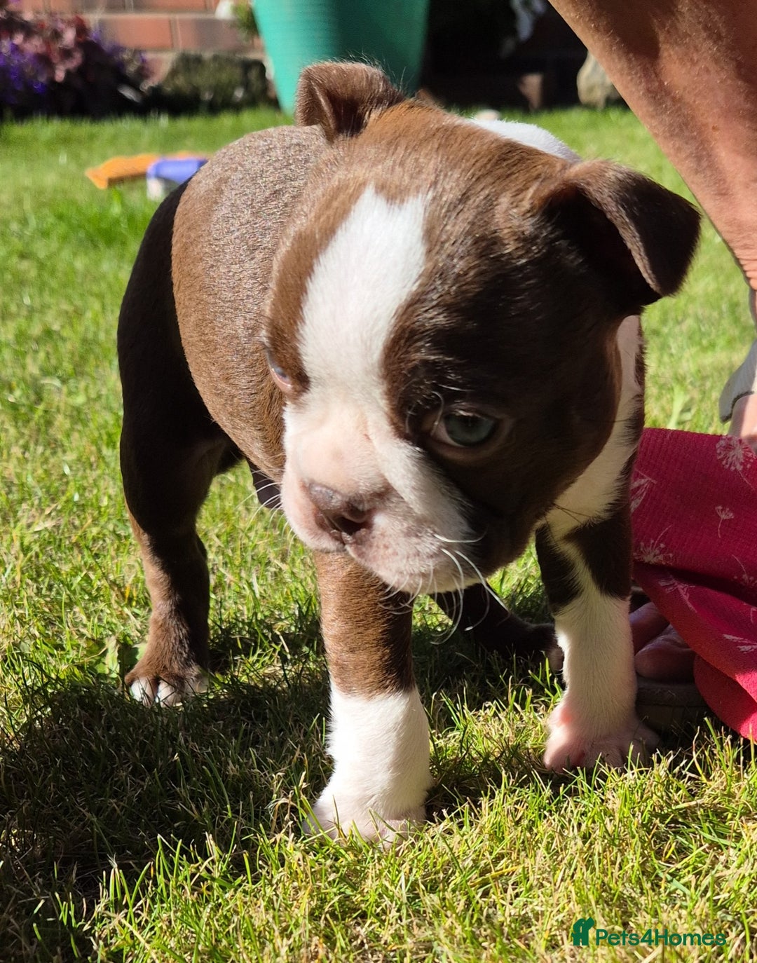 Boston Terrier dogs for sale: Red & white male Boston terrier - Image 2