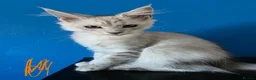 Maine Coon cats for sale: Ready Immediately. TICA 100% Maine Coon rare color - Advert 8